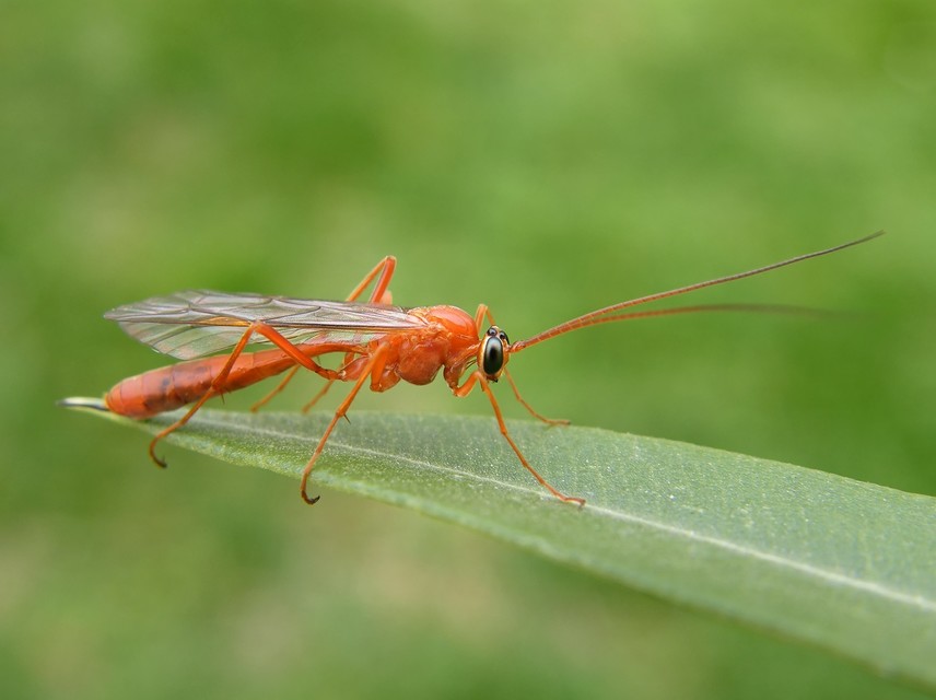 Ophioninae