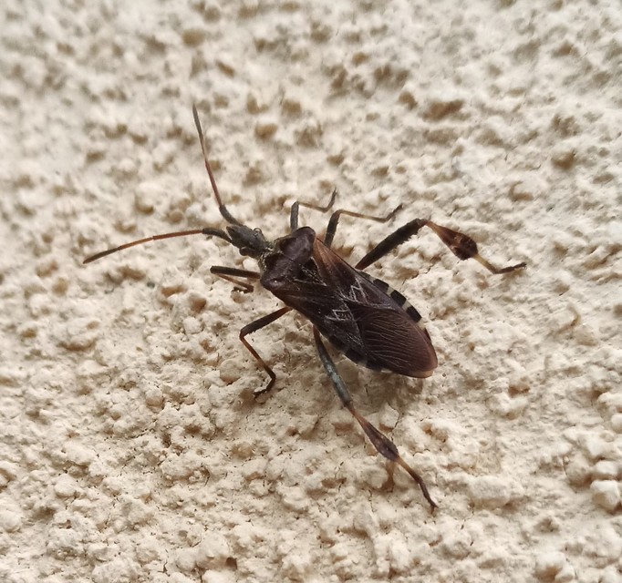 Leptoglossus occidentalis - nyugati levéllábú poloska