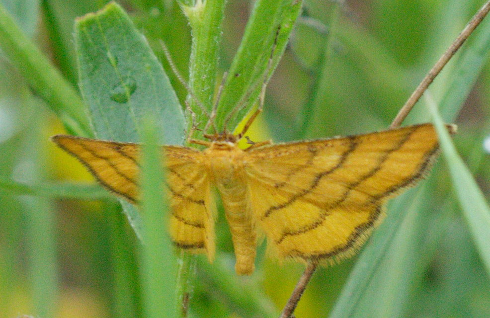 Idaea aureolaria - aranyos sávosaraszoló