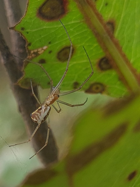 Linyphia triangularis - háromszöges vitorláspók