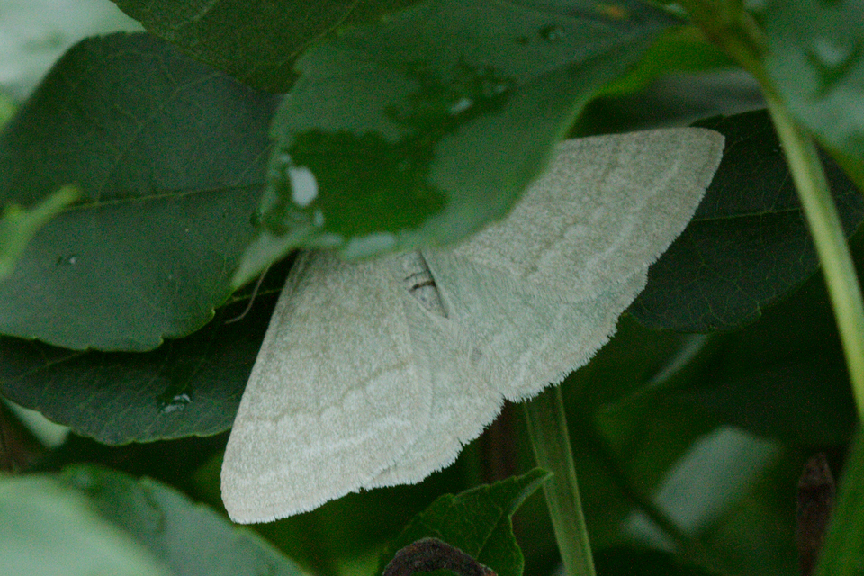 Pseudoterpna pruinata - hamvas zöldaraszoló