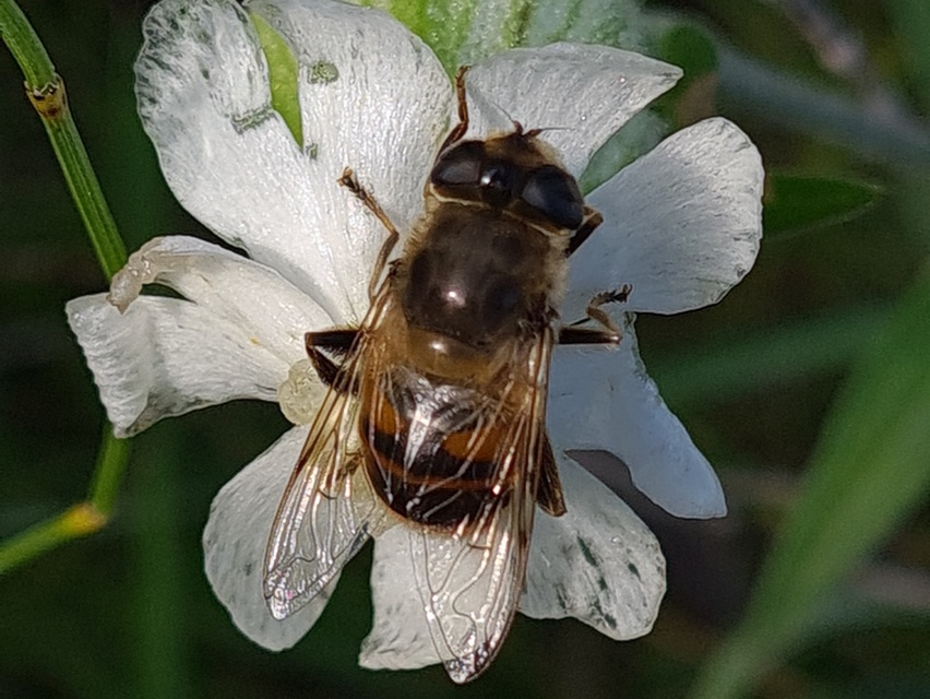 Eristalis tenax - közönséges herelégy
