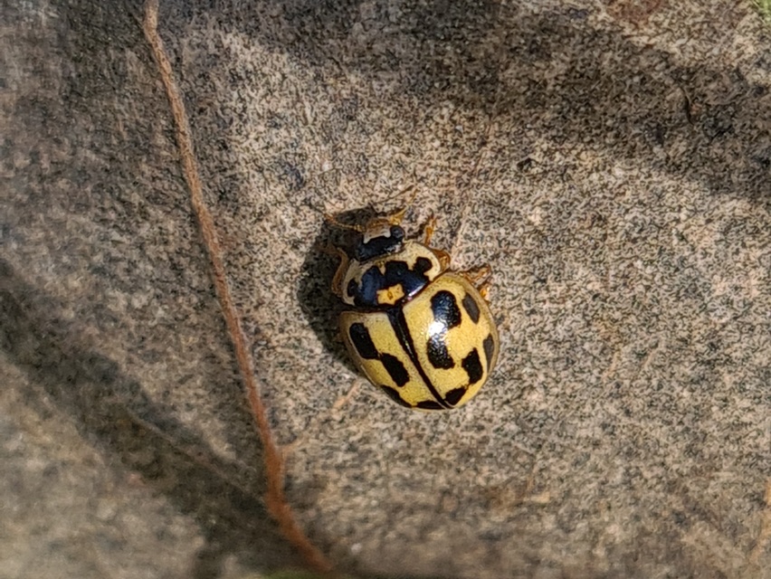 Propylea quatuordecimpunctata - tizennégypettyes füsskata