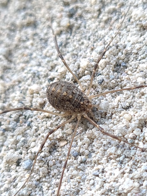 Opilio saxatilis