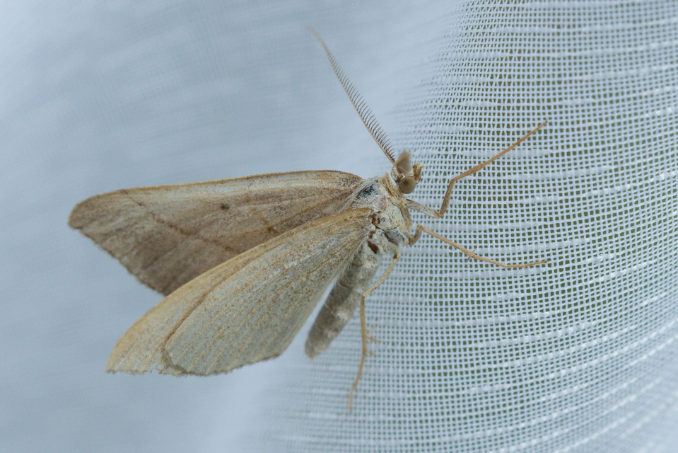 Scotopteryx mucronata/luridata/ignorata