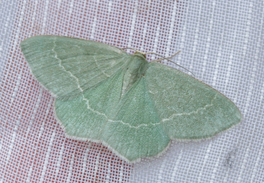 Chlorissa cloraria - sárgászöld araszoló