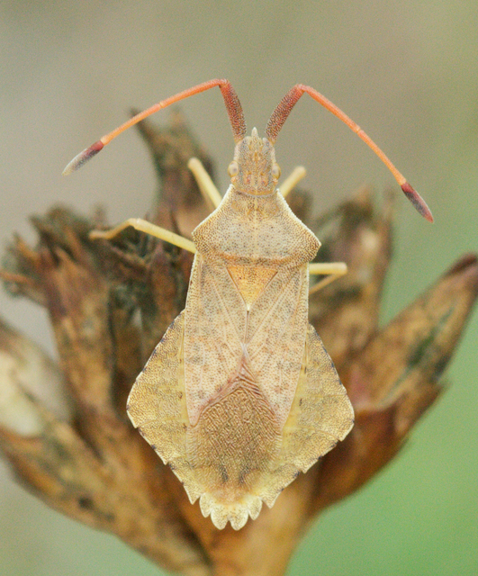 Syromastus rhombeus - vitorlás karimáspoloska
