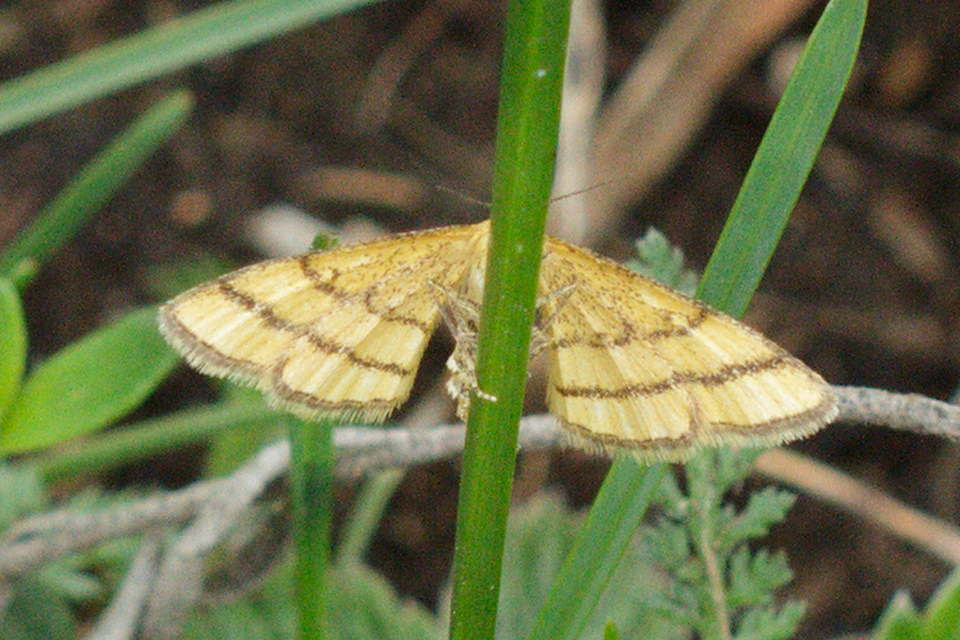 Idaea aureolaria - aranyos sávosaraszoló