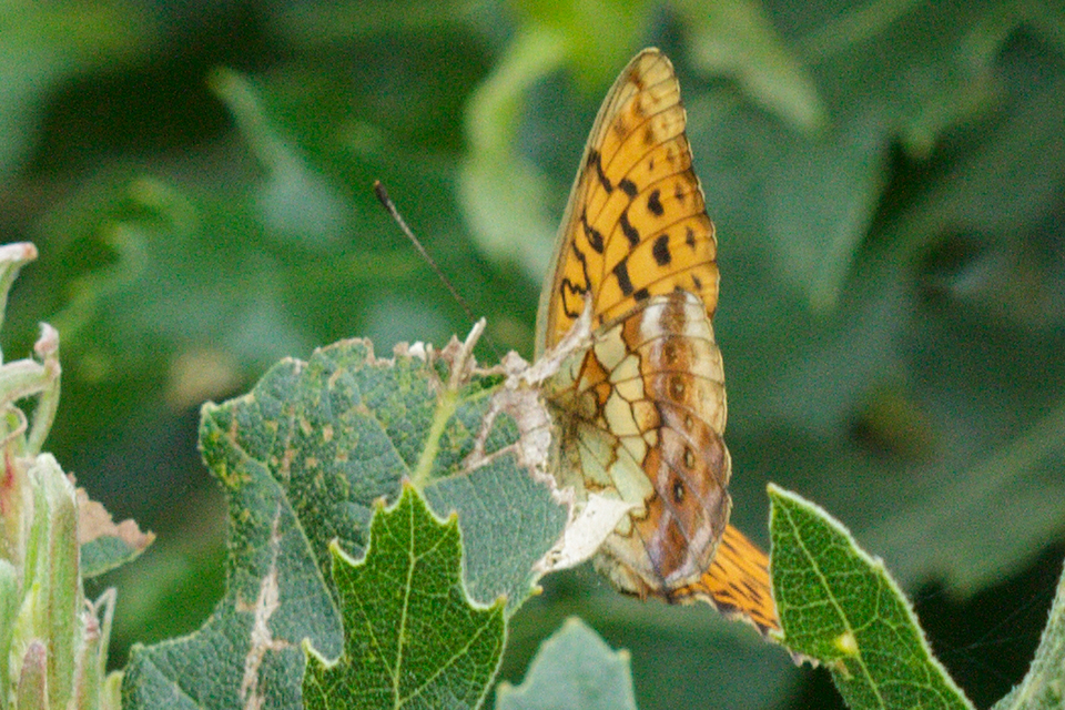 Brenthis daphne - málna-gyöngyházlepke