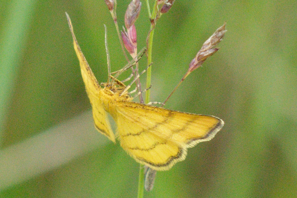 Idaea aureolaria - aranyos sávosaraszoló