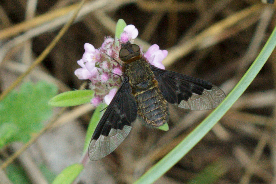 Hemipenthes morio - közönséges gyászlégy