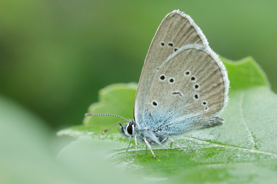 Cyaniris semiargus - aprószemes boglárka