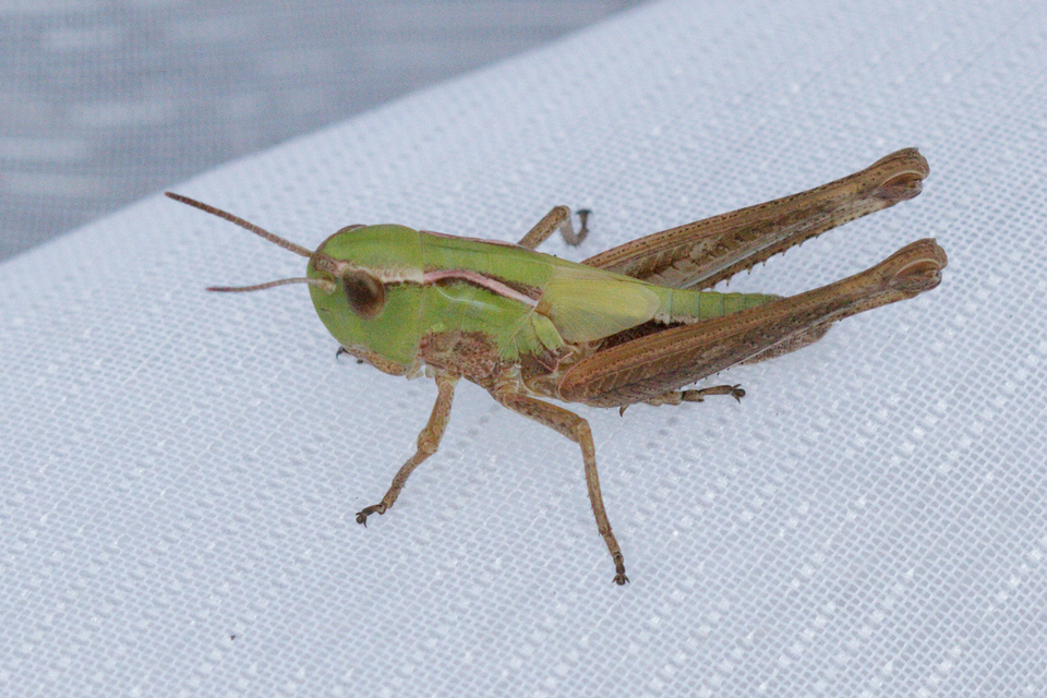 Stenobothrus