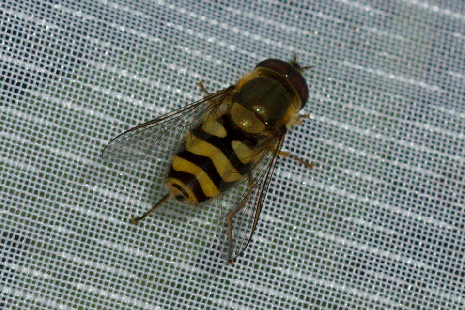 Syrphus
