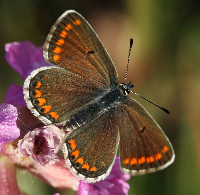 Aricia agestis - szerecsenboglárka
