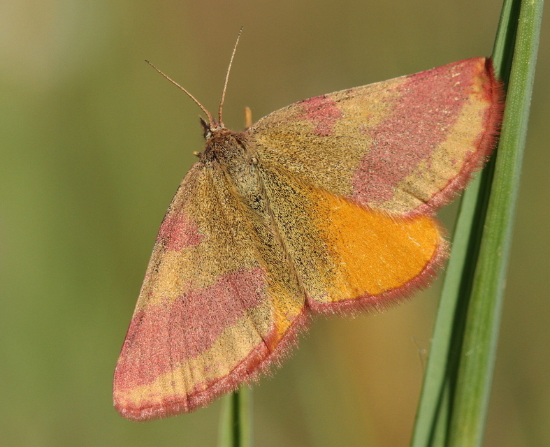 Lythria cruentaria - bíborcsíkos araszoló