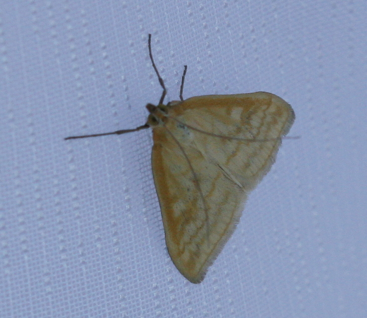 Sitochroa verticalis - világossárga dudvamoly