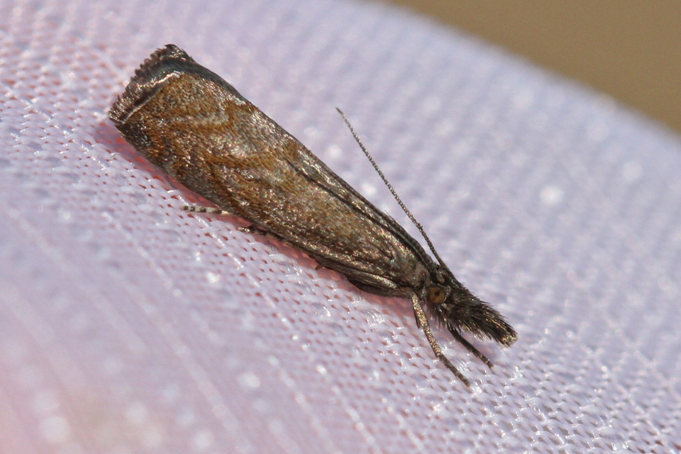Platytes cerussella - törpe fűgyökérmoly
