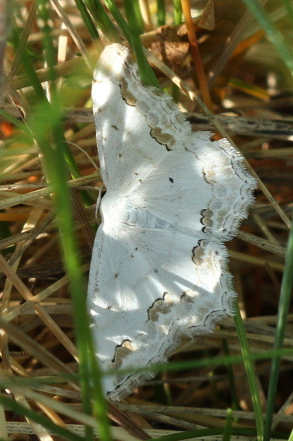 Scopula ornata - díszes fehéraraszoló