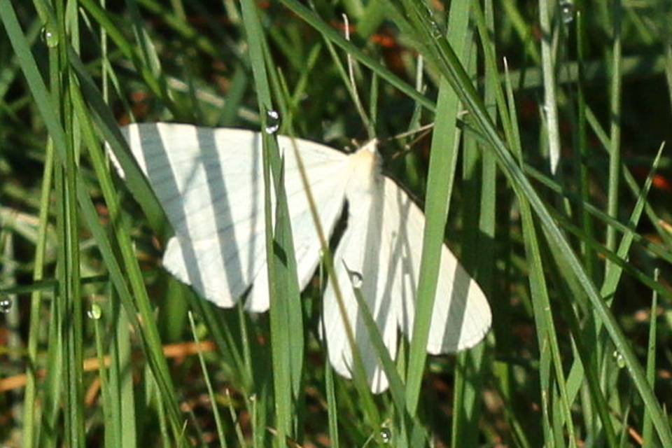 Siona lineata - vonalas fehéraraszoló