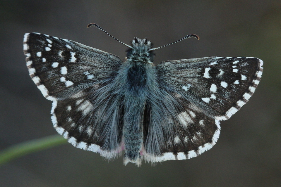 Pyrgus armoricanus - feles busalepke