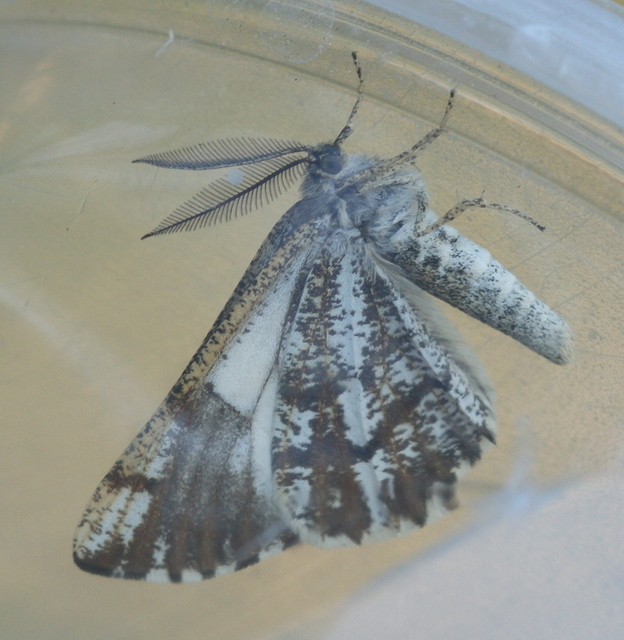 Bupalus piniaria - fenyőaraszoló