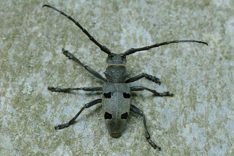 Morimus asper funereus - gyászcincér