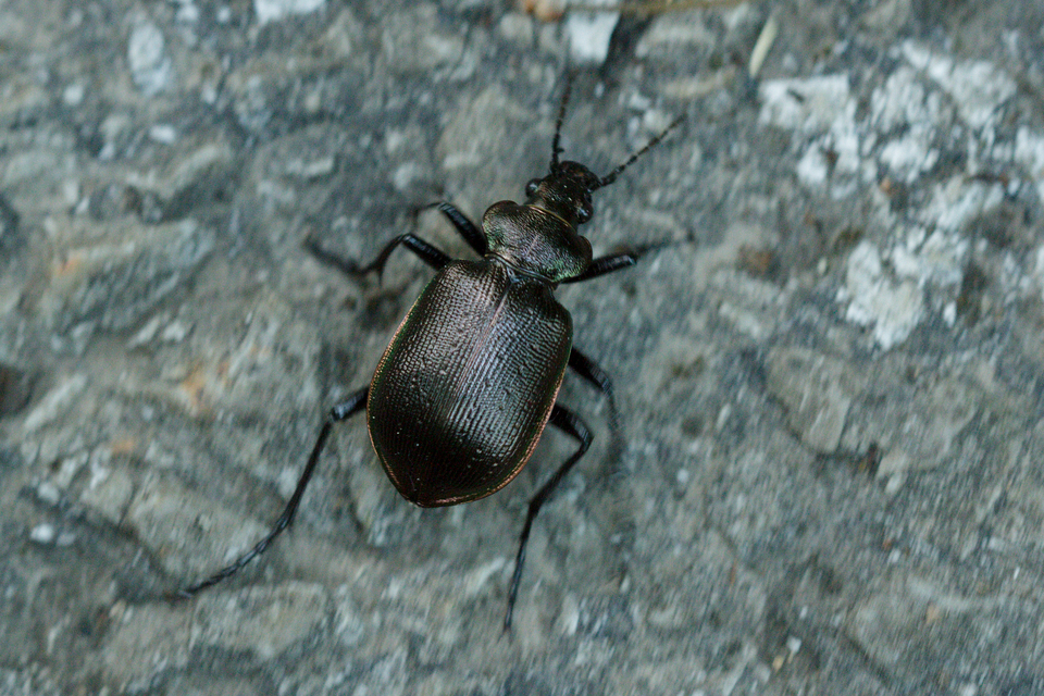 Calosoma inquisitor - kis bábrabló