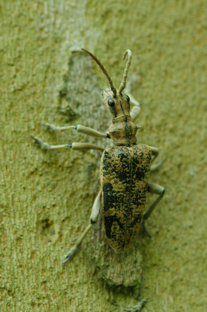 Rhagium sycophanta - tölgyes-tövisescincér