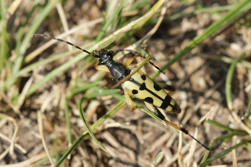 Rutpela maculata - tarkacsápú karcsúcincér