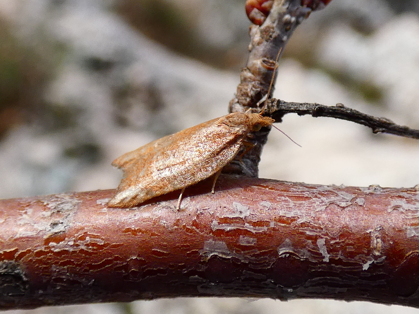 Acleris