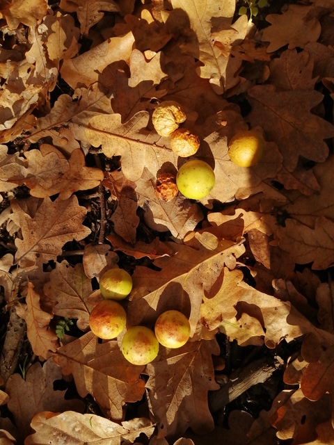 Cynips quercusfolii - golyógubacsdarázs