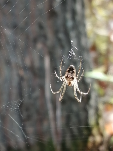 Metellina segmentata/mengei