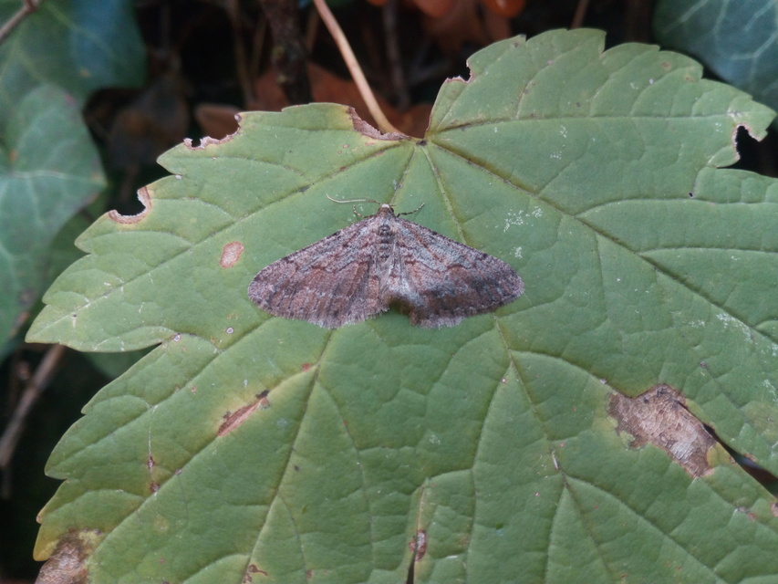 Agriopis bajaria - kökény-téliaraszoló