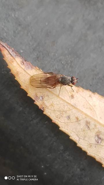 Heleomyzidae - tüskésszárnyú legyek