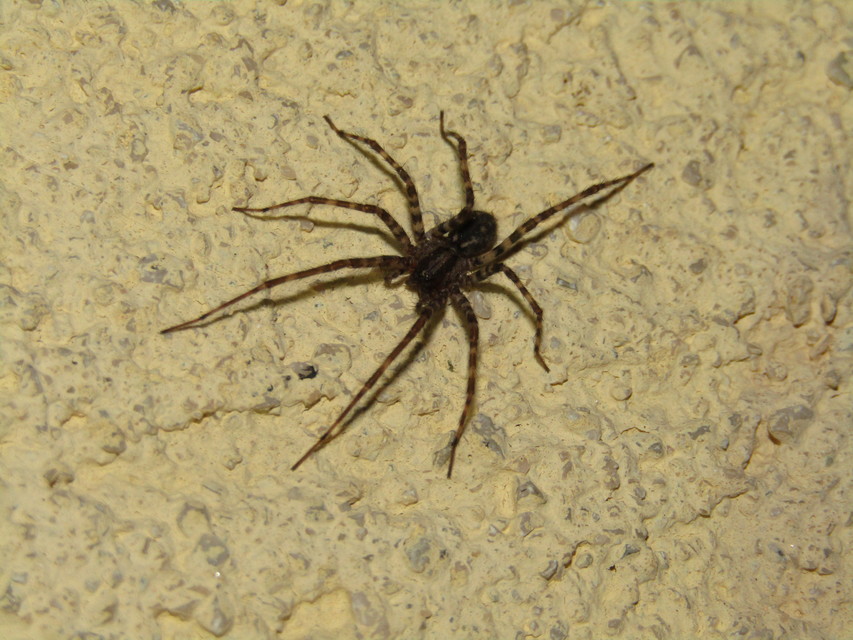 Tegenaria