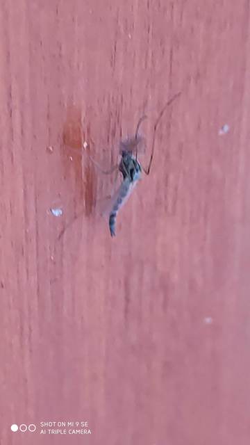 Chironomidae - árvaszúnyogok