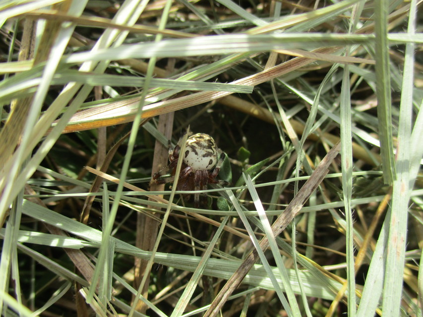 Araneus marmoreus - márványos keresztespók
