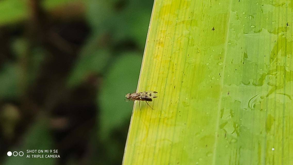 Geomyza tripunctata