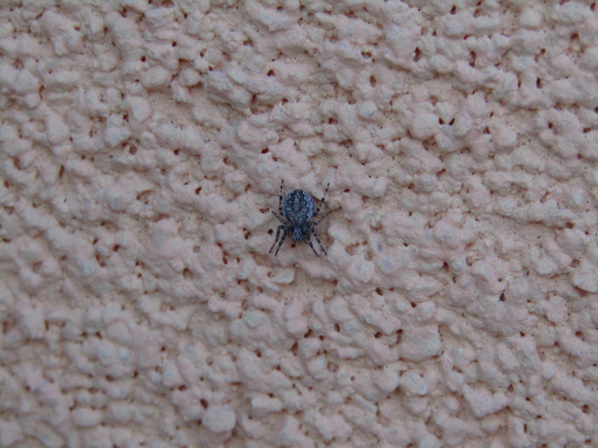 Larinioides ixobolus - ereszalji keresztespók
