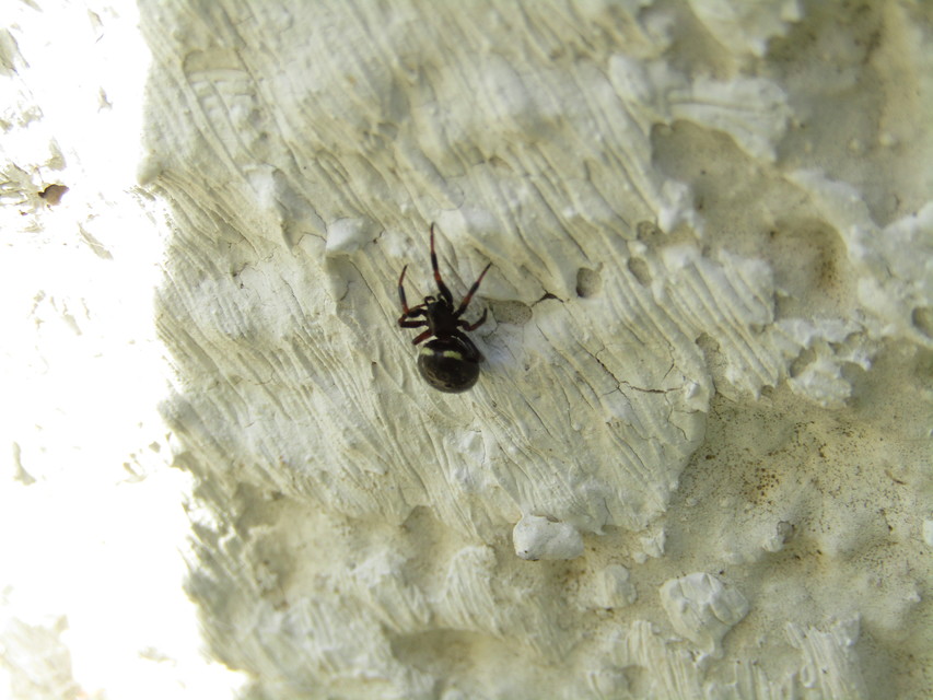 Asagena phalerata