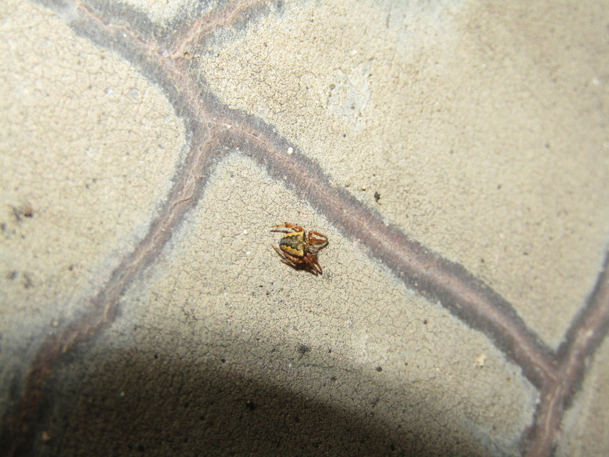 Araneus circe/angulatus