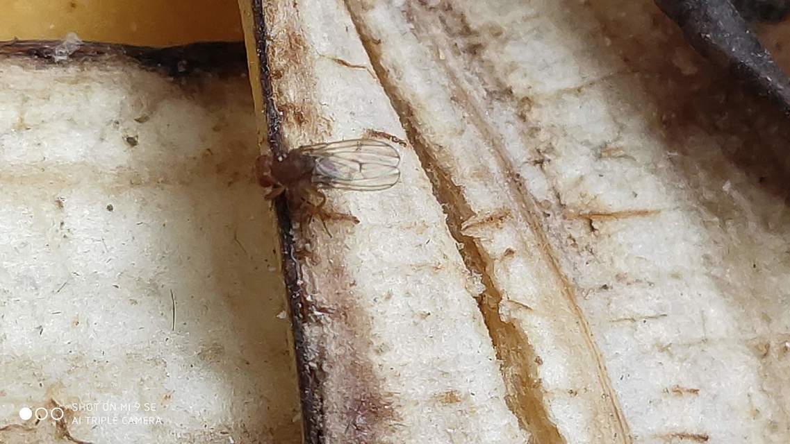 Drosophilidae - muslicafélék