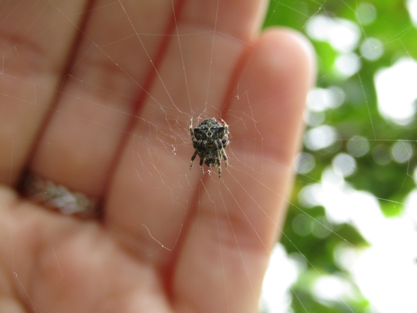 Araneus circe/angulatus