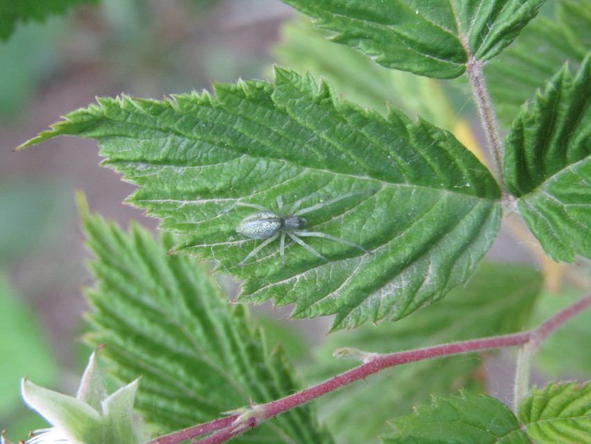 Cheiracanthium