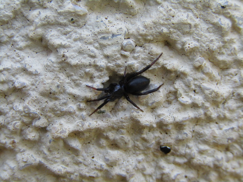 Drassyllus