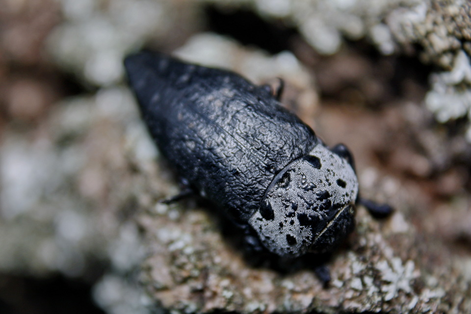 Capnodis tenebrionis - kökény-tükrösdíszbogár