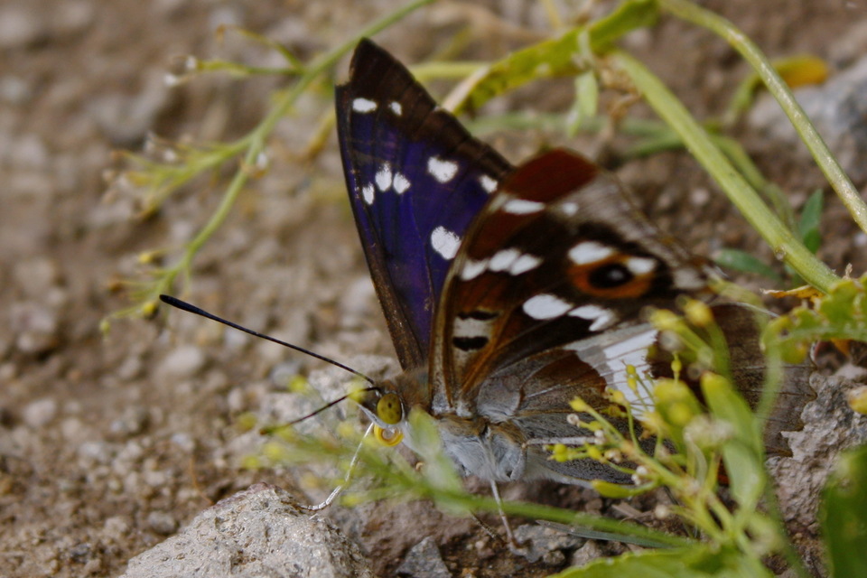 Apatura iris - nagy színjátszólepke