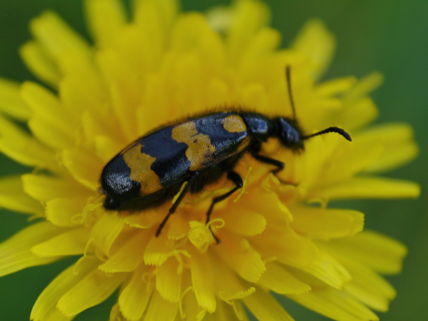 Mylabris variabilis - szalagos hólyaghúzó Mylabris variabilis - szalagos hólyaghúzó