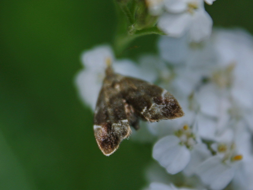 Choreutidae - levélmolyfélék